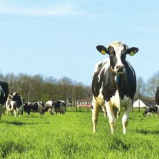 agriculture fencing agriculture fencing