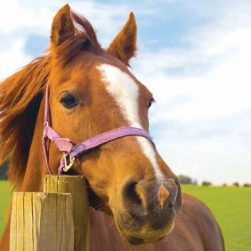 horse fencing horse fencing