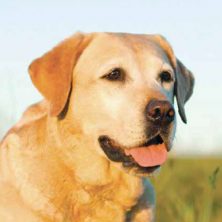pet fencing vec vryburg pet fencing vec vryburg