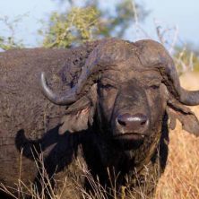 wild animal fencing vec vryburg wild animal fencing vec vryburg